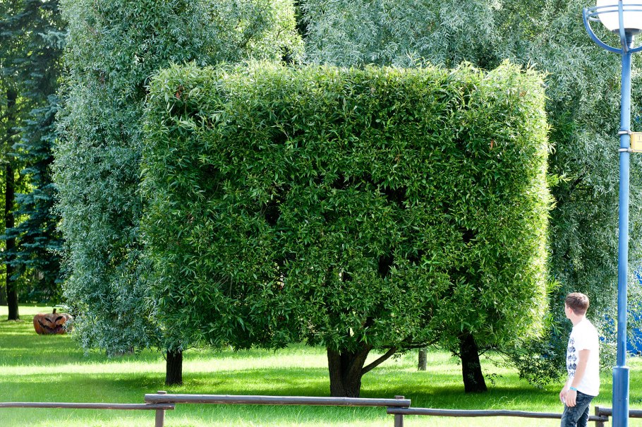 Ива шаровидная куст