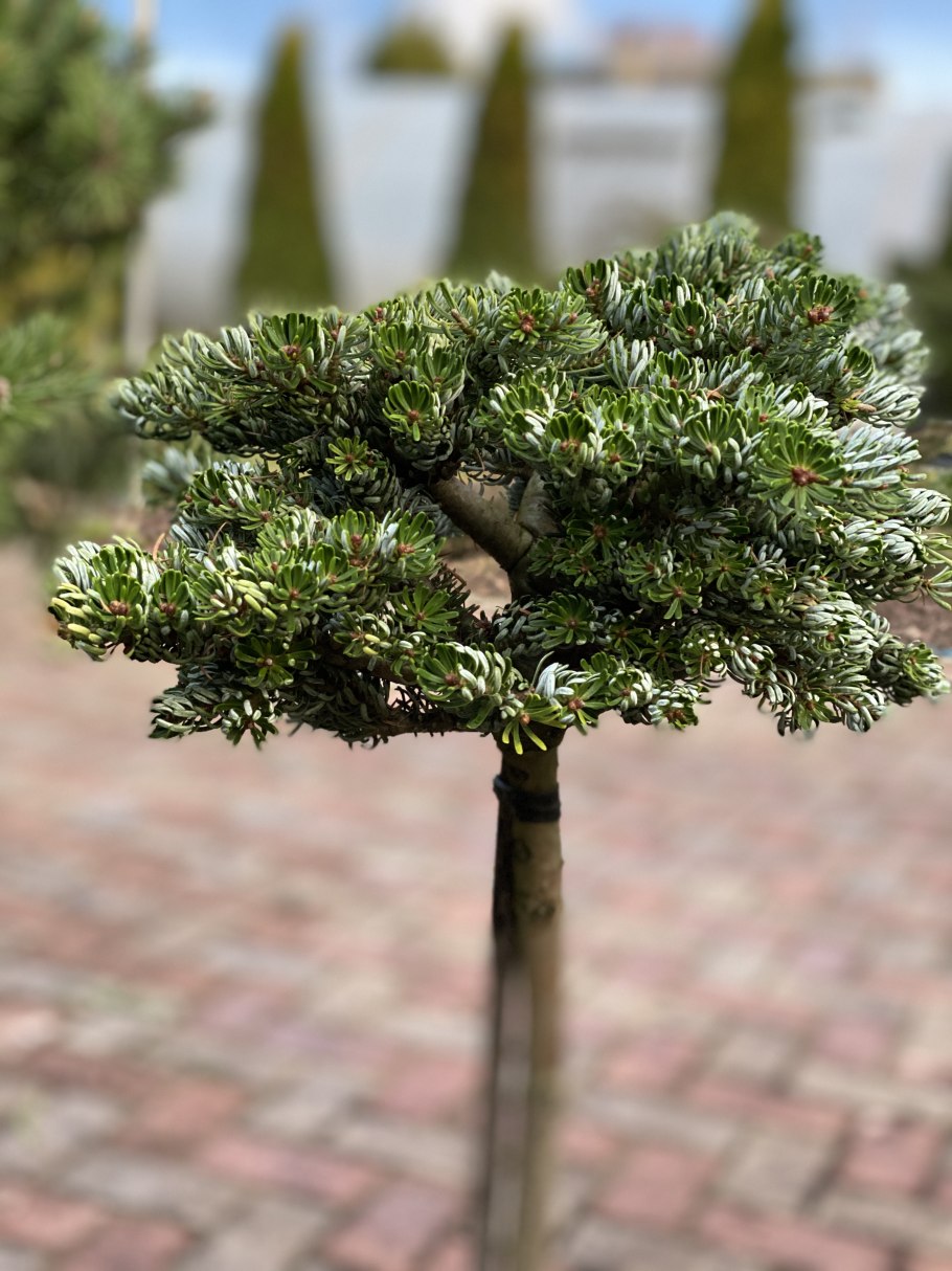 Пихта корейская Silberkugel