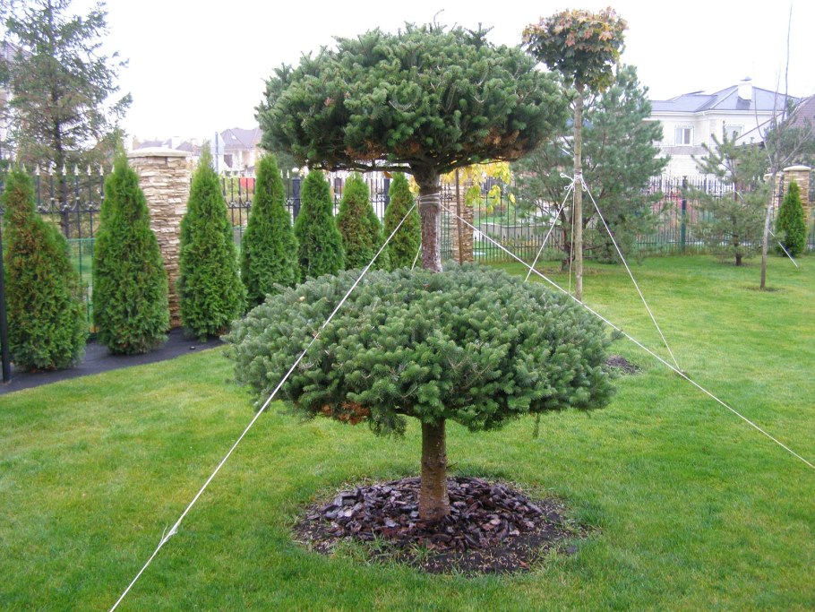 Топиарная стрижка крупномеров