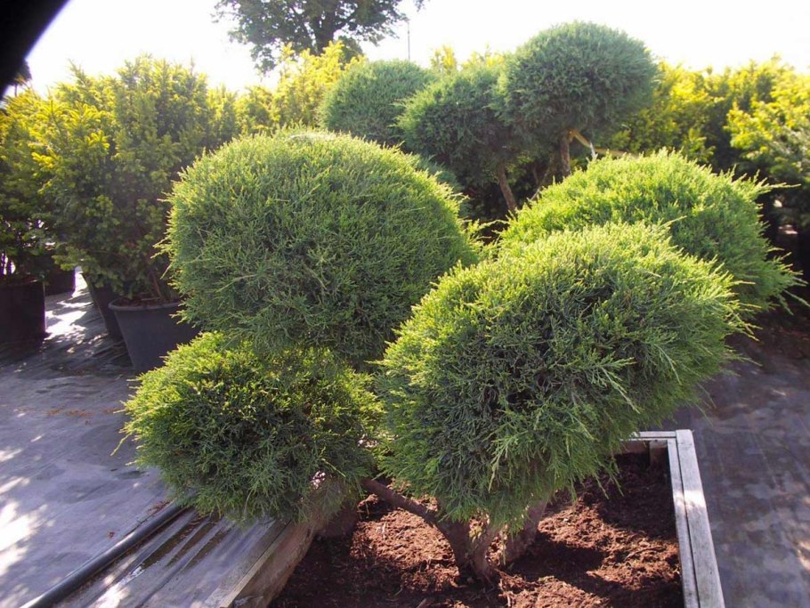 Можжевельник Пфитцериана бонсай