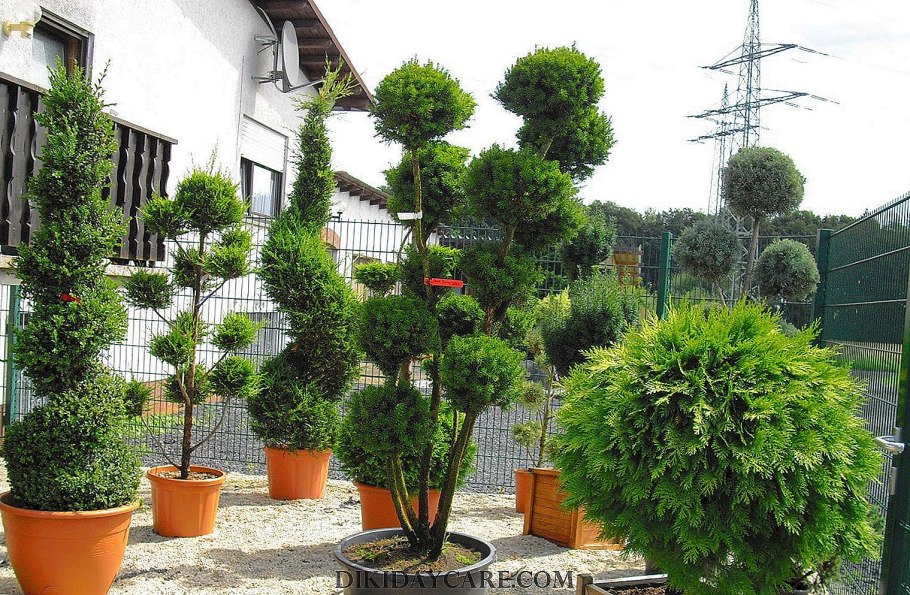 Хвойные растения на штамбе