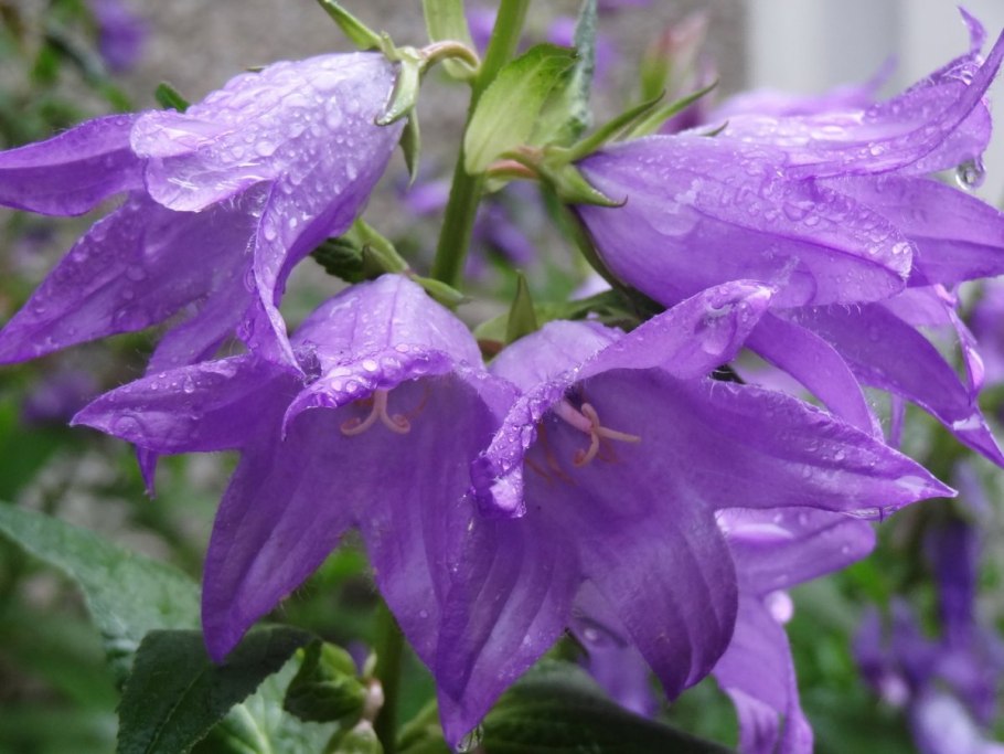 Кампанула микс