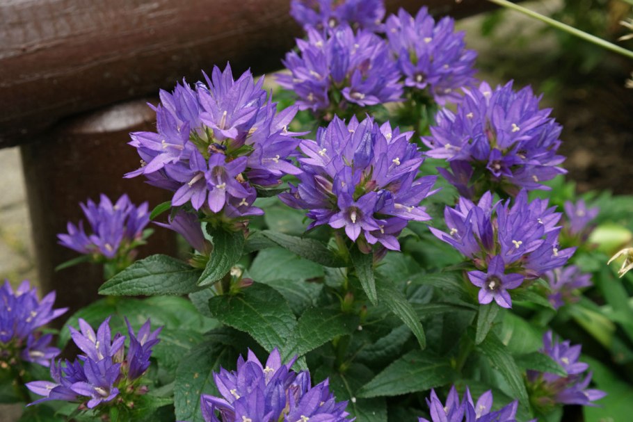 Колокольчик Campanula