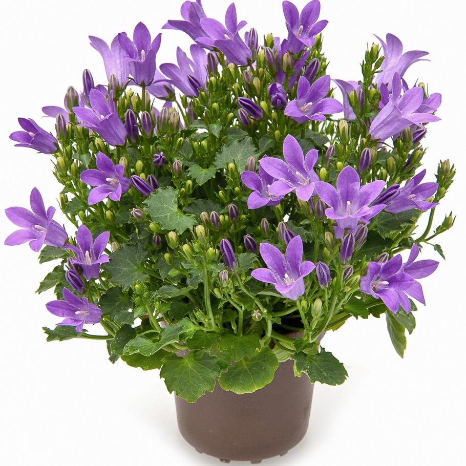 Кампанула Берлин биколор