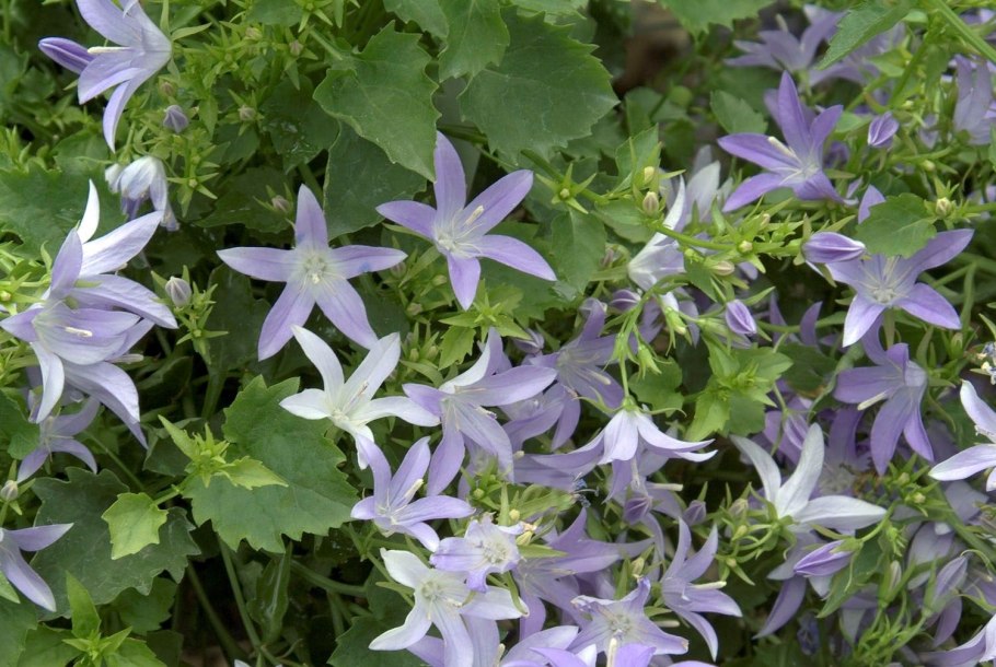 Кампанула Блауранка