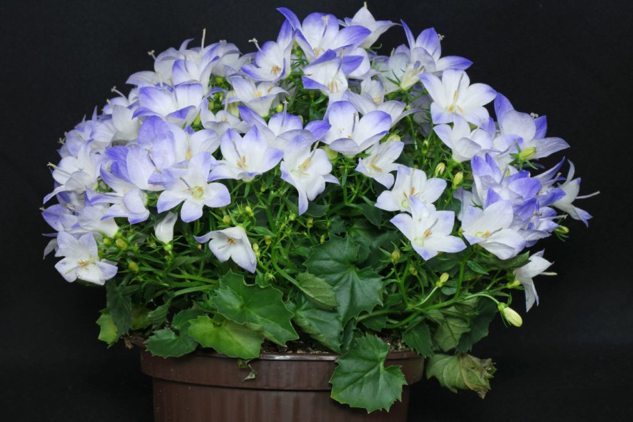 Колокольчик доломитовый Кампанула