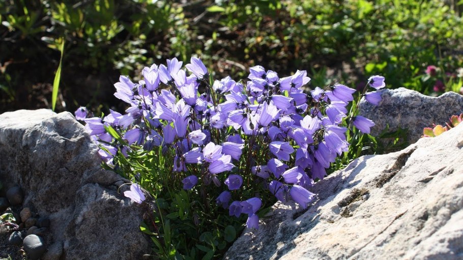 Колокольчик точечный черри Белз