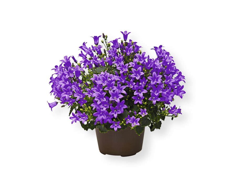 Колокольчик Симфиандра повислая (Symphyandra pendula)