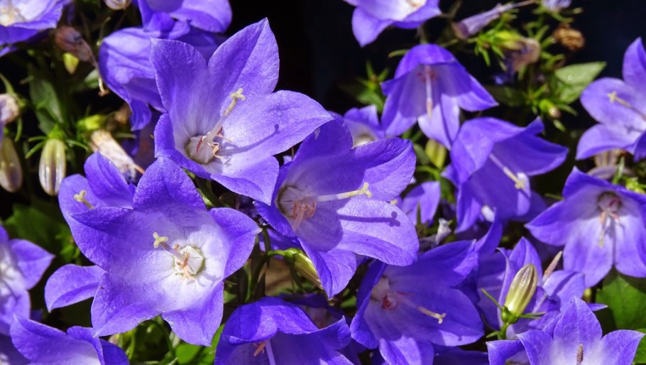 Колокольчик среброзвонный