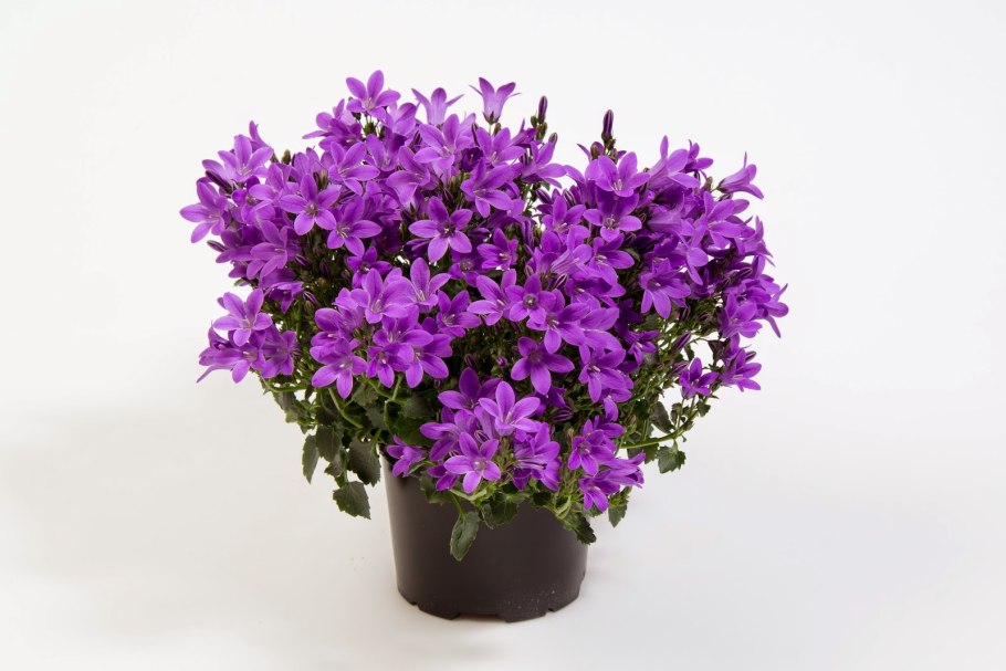 Колокольчик Кампанула