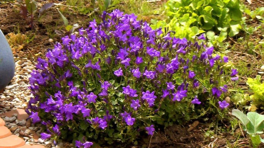 Кампанула Альпийский колокольчик