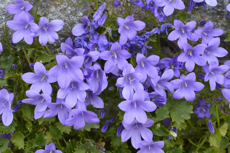 Колокольчик круглолистный