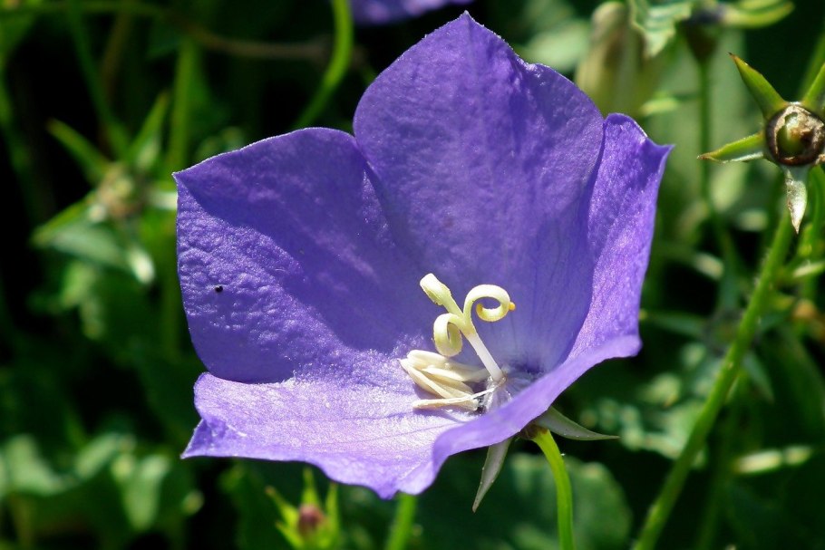 Колокольчик Портеншлага Катарина