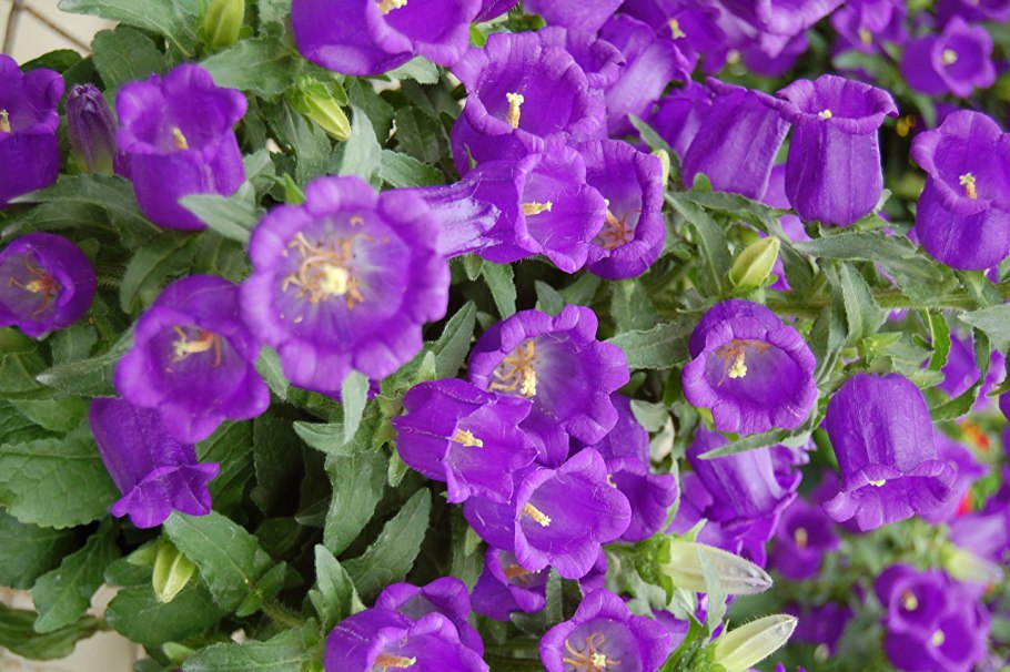 Кампанула колокольчик цветок