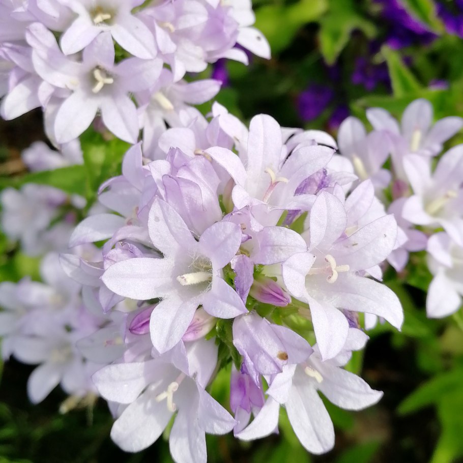 Колокольчик персиколистный (Campanula persicifolia)