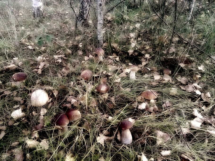 Грибной лес