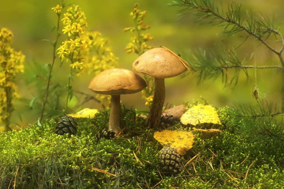 Полянка с грибами