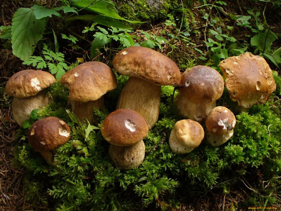 Опенок осенний луковичноногий