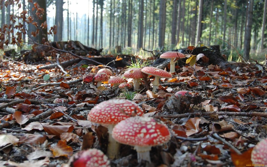 Поляны маслят и Моховиков