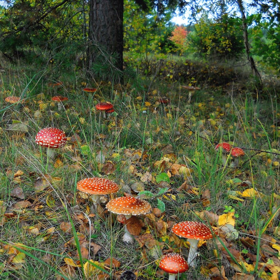 Ареал грибов Amanita muscaria