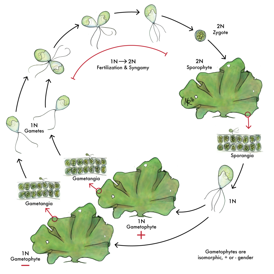 Жизненный цикл ульвы схема