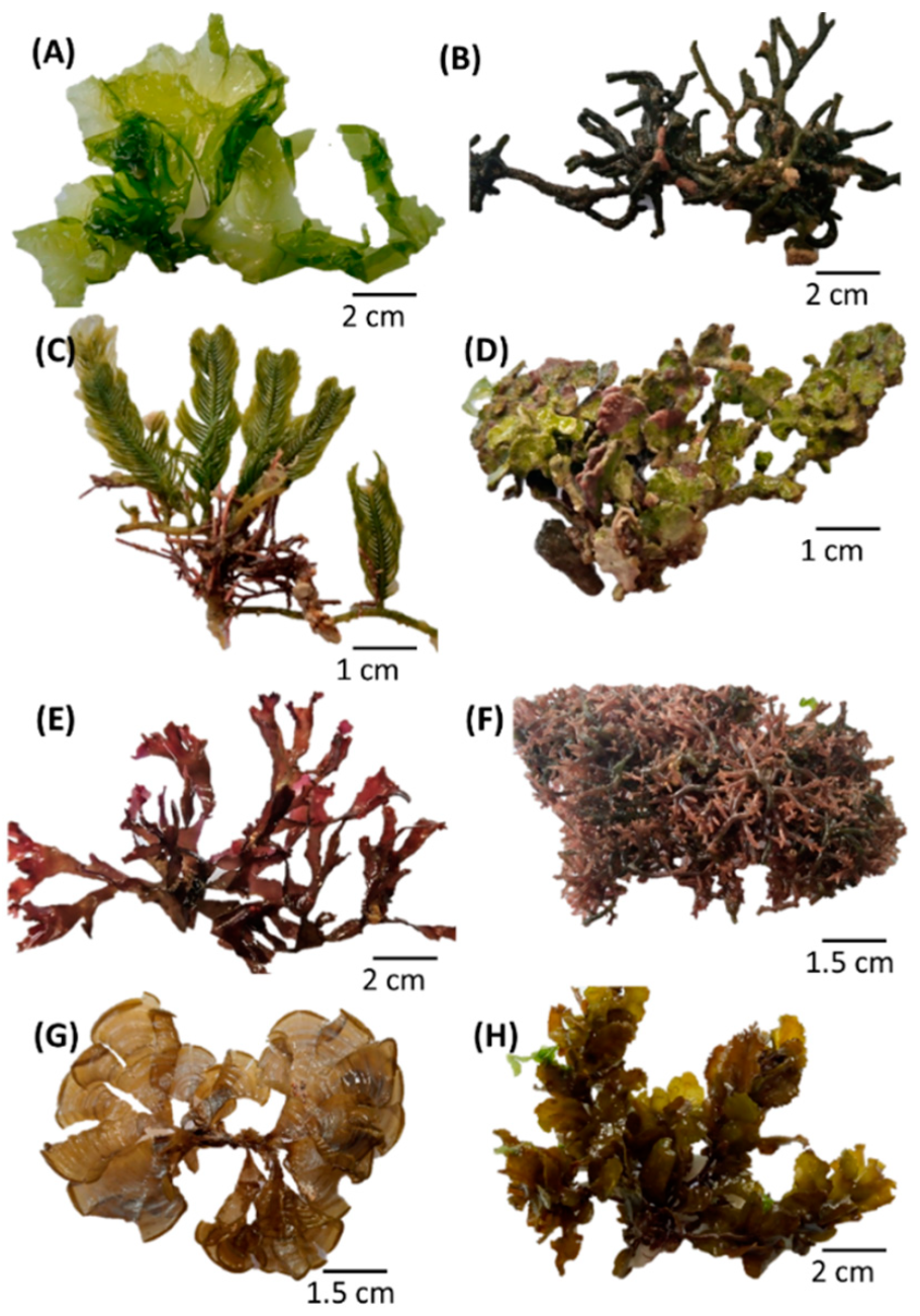 Ламинария зеленая водоросль