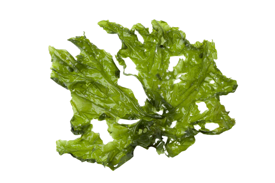 Низшие водоросли