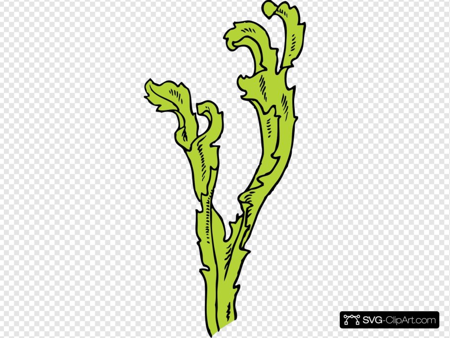 Ламинариевые бурые водоросли