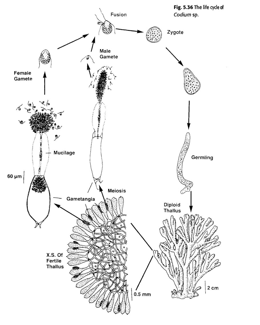 Land Plants Life Cycle
