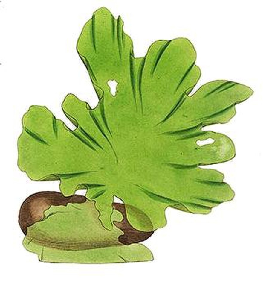 Кладофора нитчатая