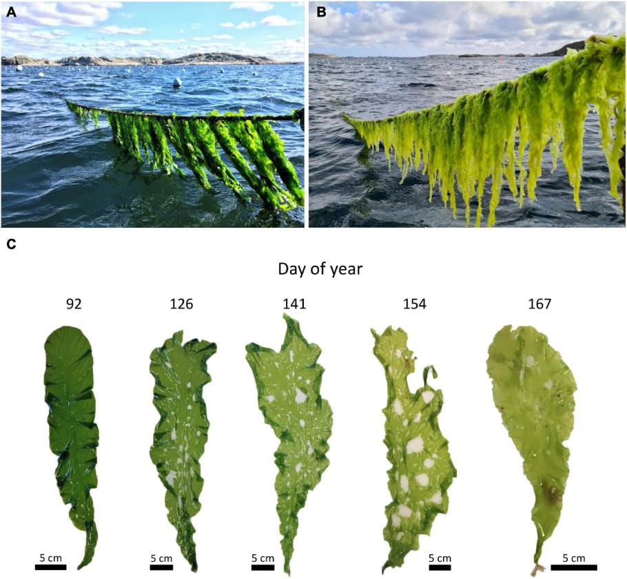 Общая характеристика водорослей 6 класс