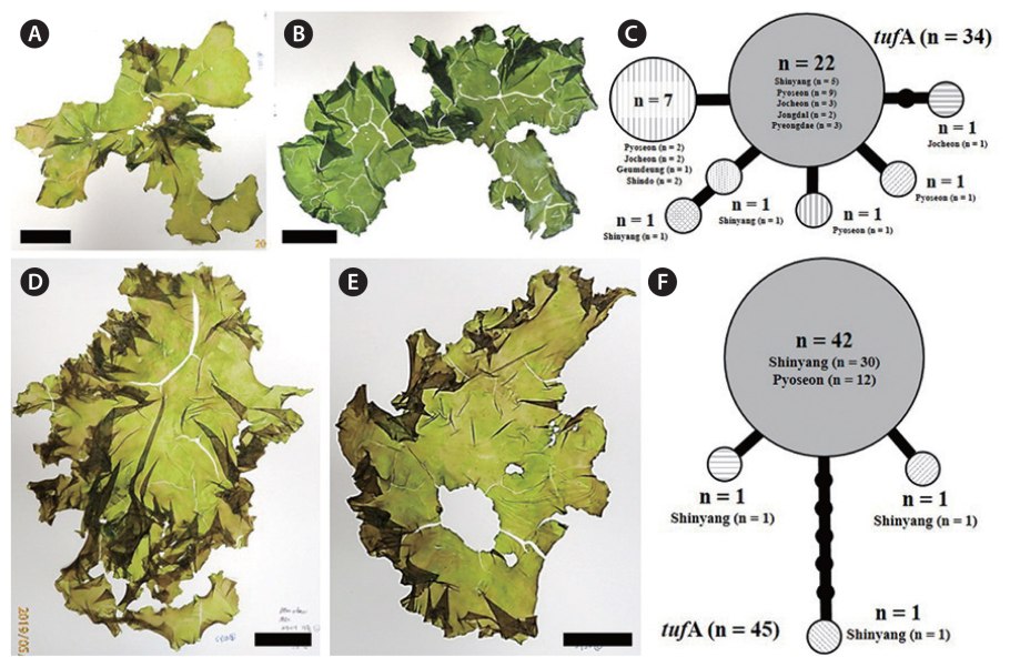 Ulva Lactuca рисунок