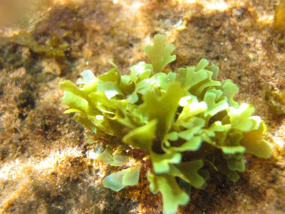 Филлофора водоросль строение