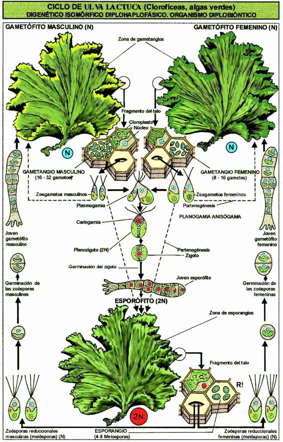 Диктиота строение таллома