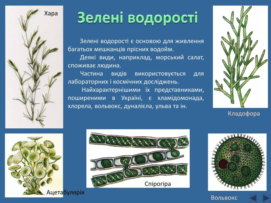 Ульва лактука