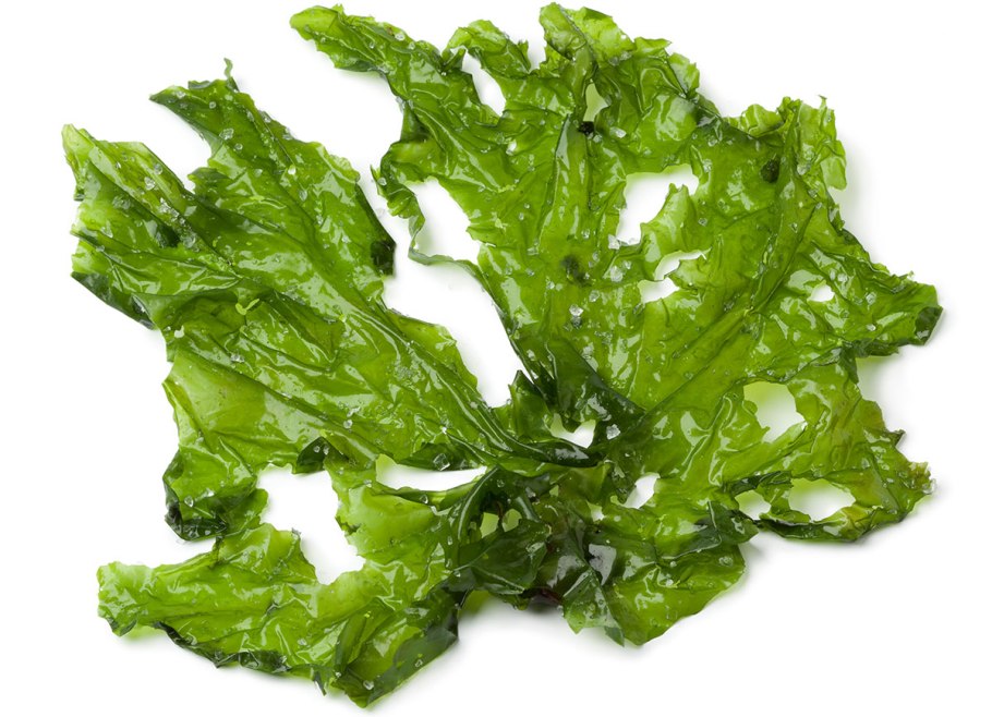 Ульва нарисовать