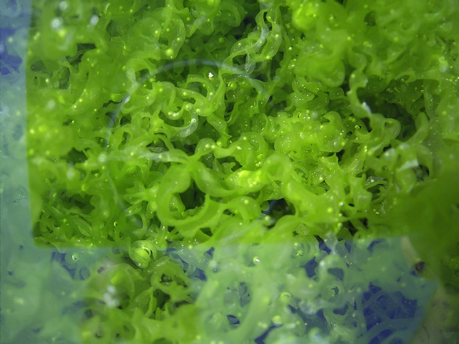 Сифоновые водоросли