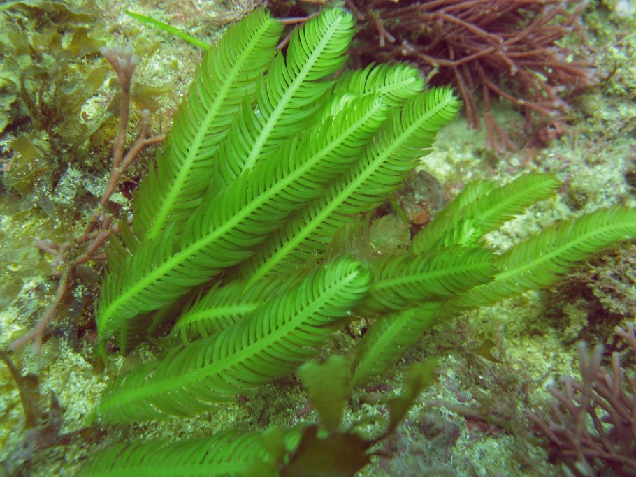 Крючки Gamakatsu LS-1100b