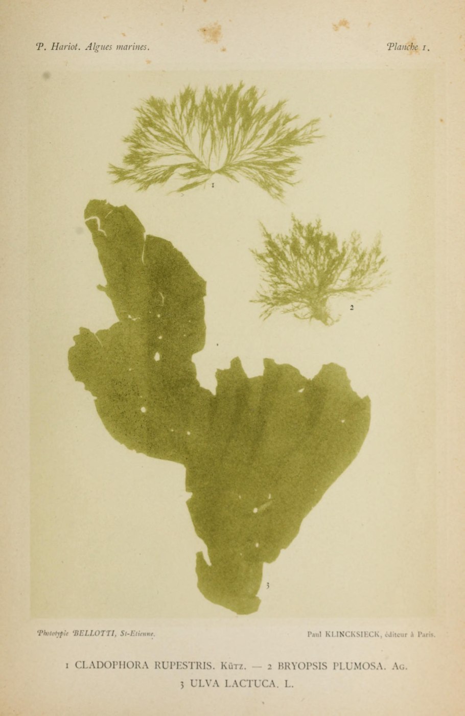 Зеленые водоросли улотрикс