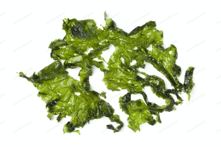 Ульва линзовидная