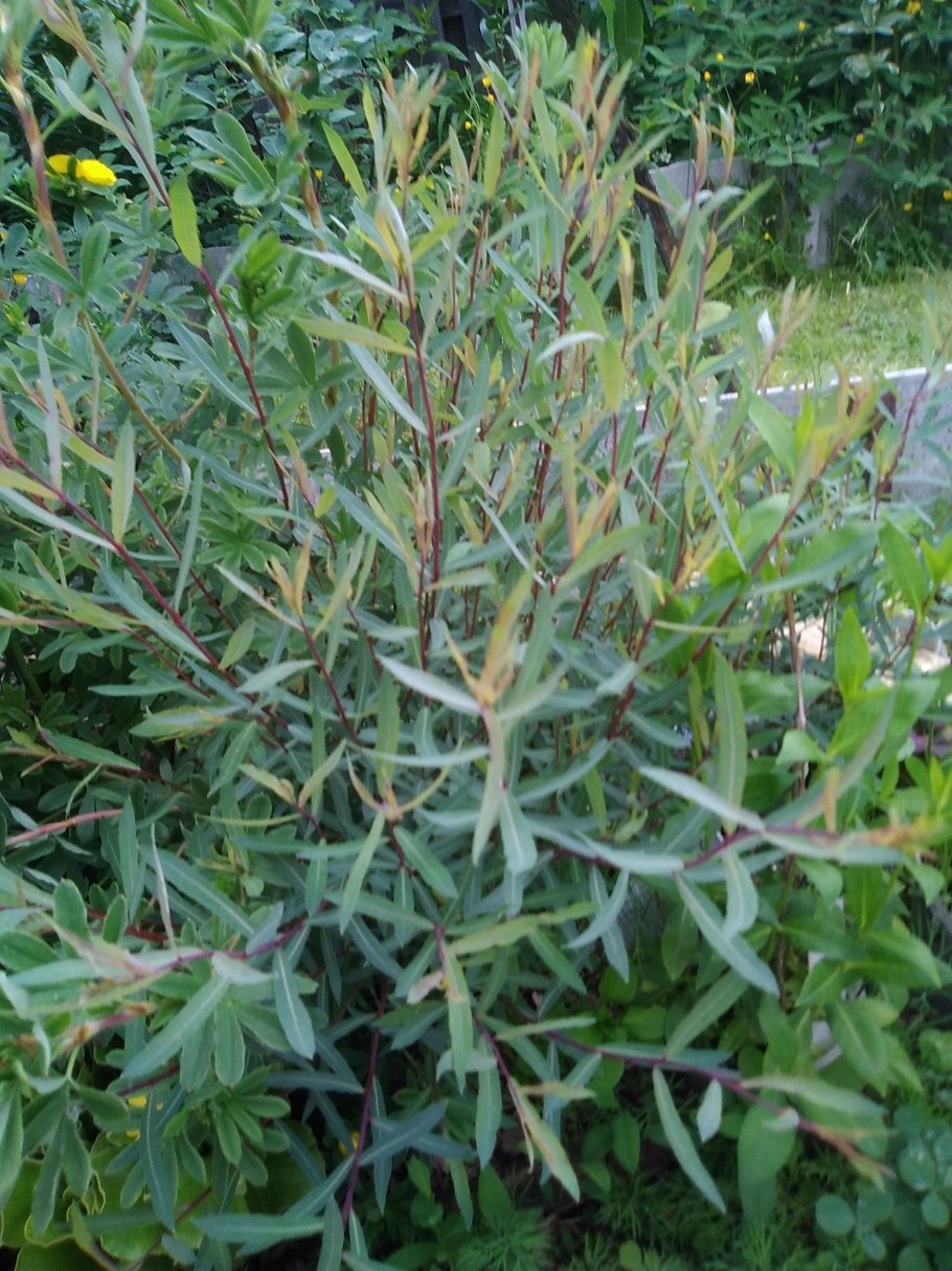 Ива пурпурная Грацилис