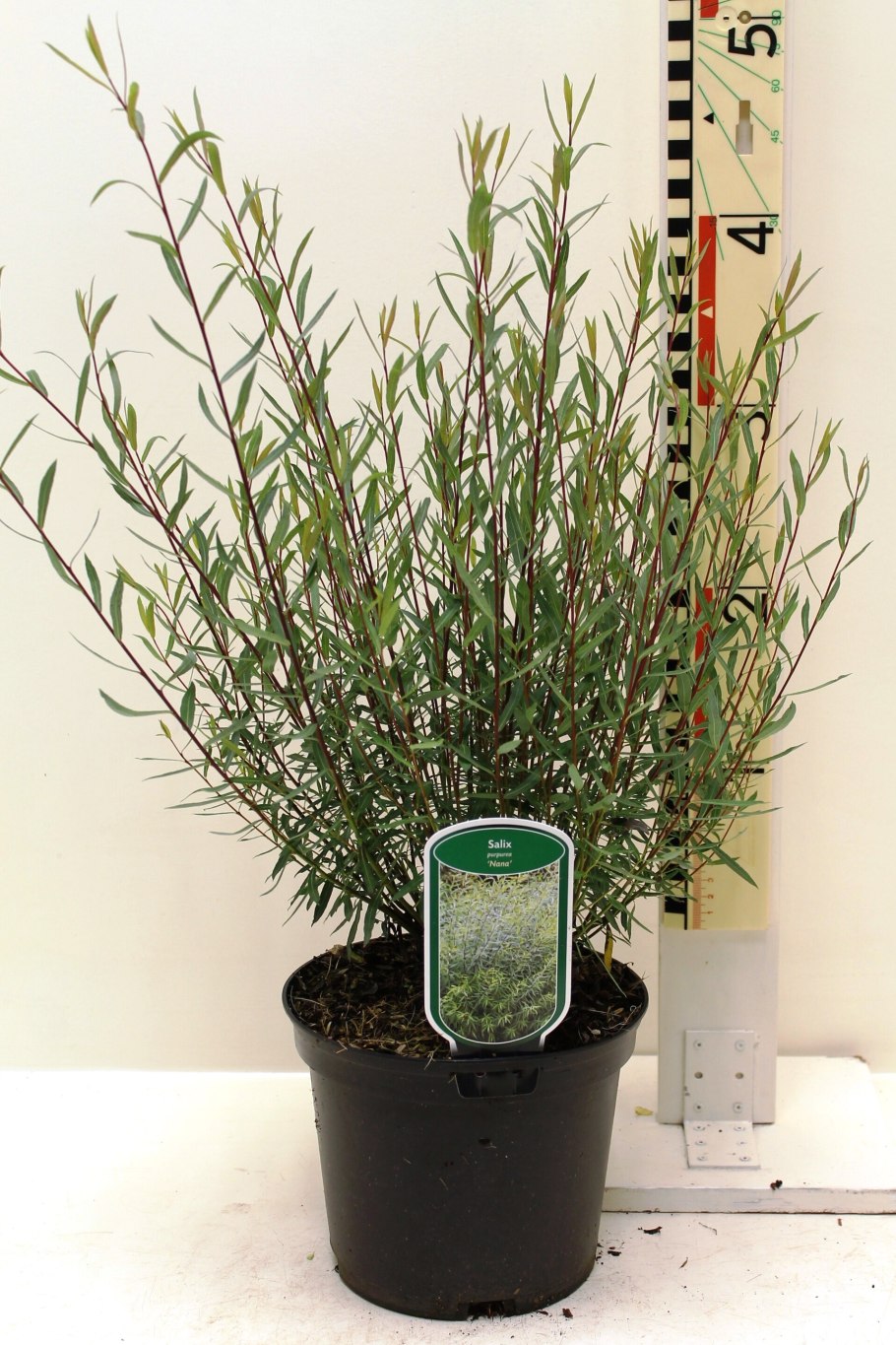 Ива пурпурная Грацилис Нана