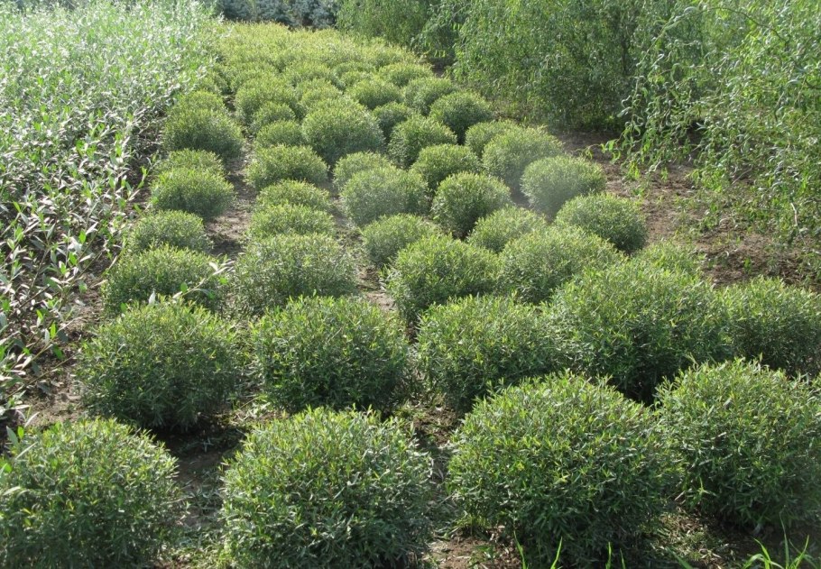 Ива (Salix) "шаровидный карлик"