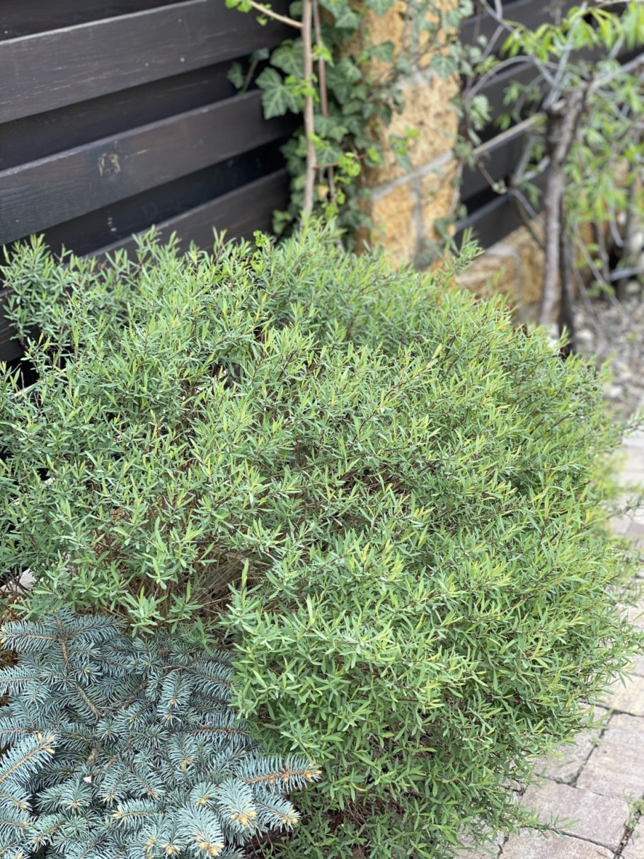 Ива пурпурная Salix purpurea Nana