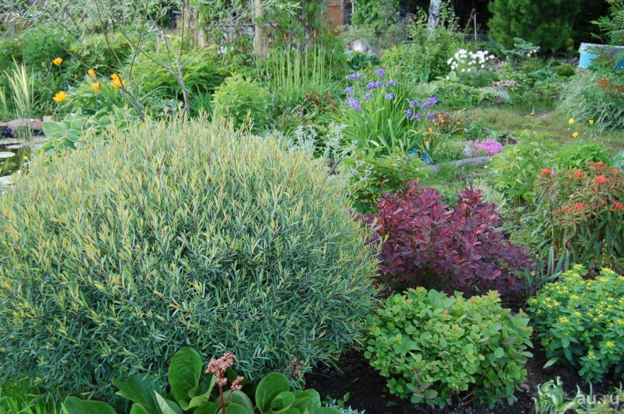 Ива пурпурная (Salix purpurea &#96;Маяк&#96;)