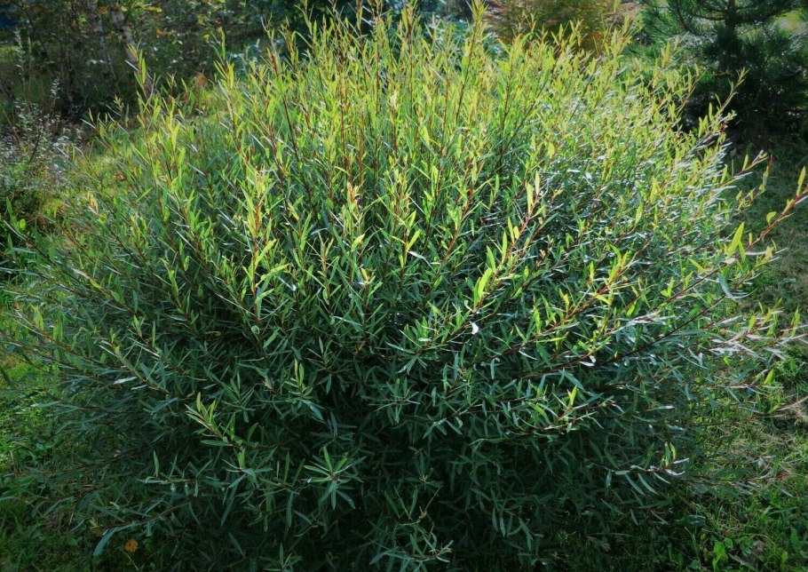 Ива Ледебура Пендула