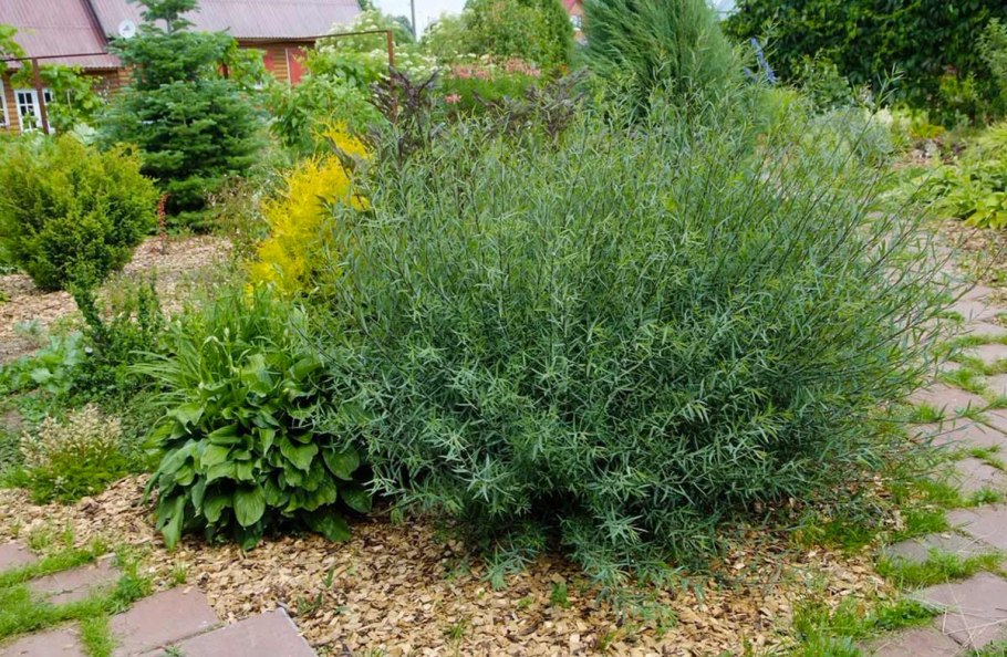 Ива пурпурная Нана листья