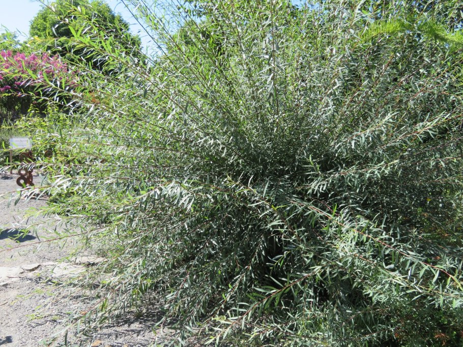 Ива пурпурная Salix purpurea