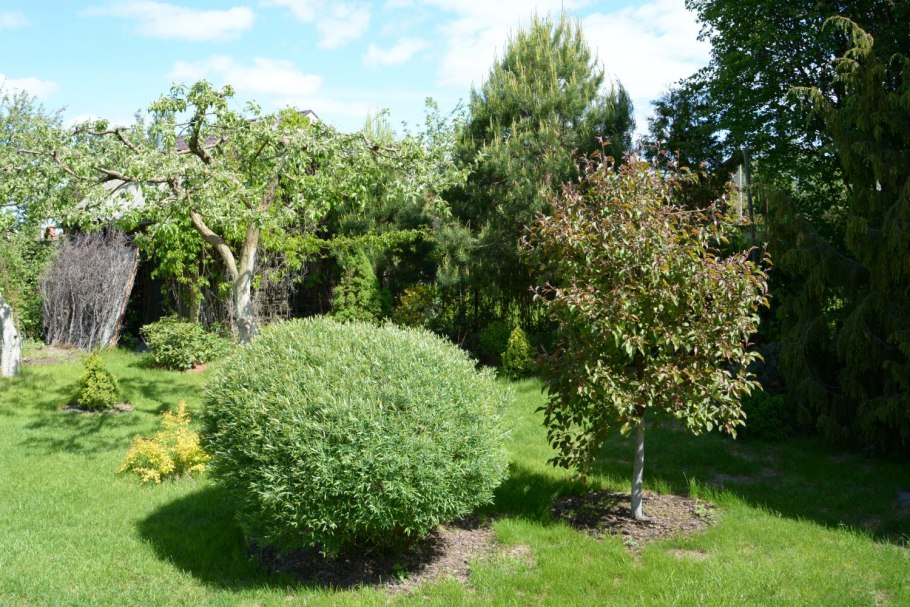 Ива пурпурная Salix purpurea Nana