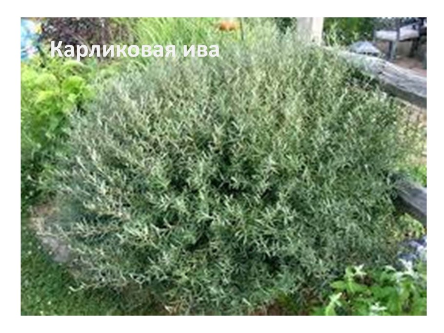 Ива пурпурная Грацилис Нана